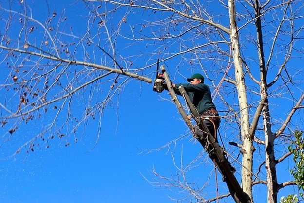 Overgrown tree canopy with dense branches before professional tree trimming and pruning service in Hazelwood, MO.