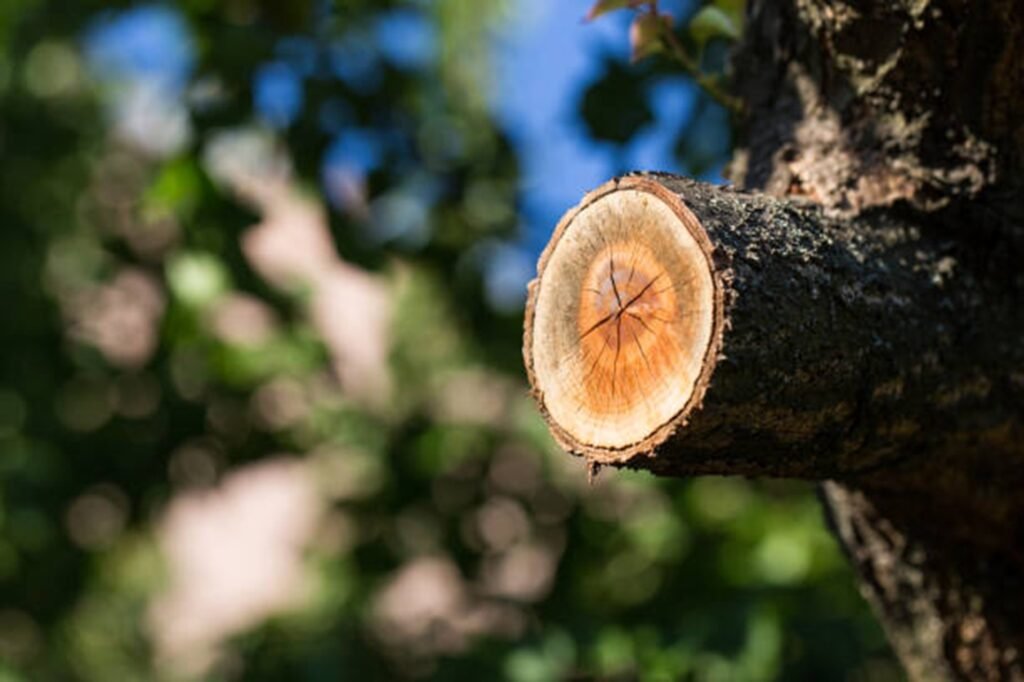 Freshly pruned tree branch showing clean, professional cuts made during expert tree trimming and pruning services by Heartland Tree Service