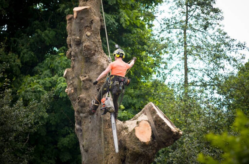 Certified arborist safely removing a large tree using climbing gear and a chainsaw during a residential tree removal project in Hazelwood, MO.