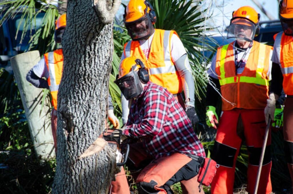 Professional tree removal crew safely cutting down a residential tree using chainsaws and protective safety equipment in Hazelwood, MO.
