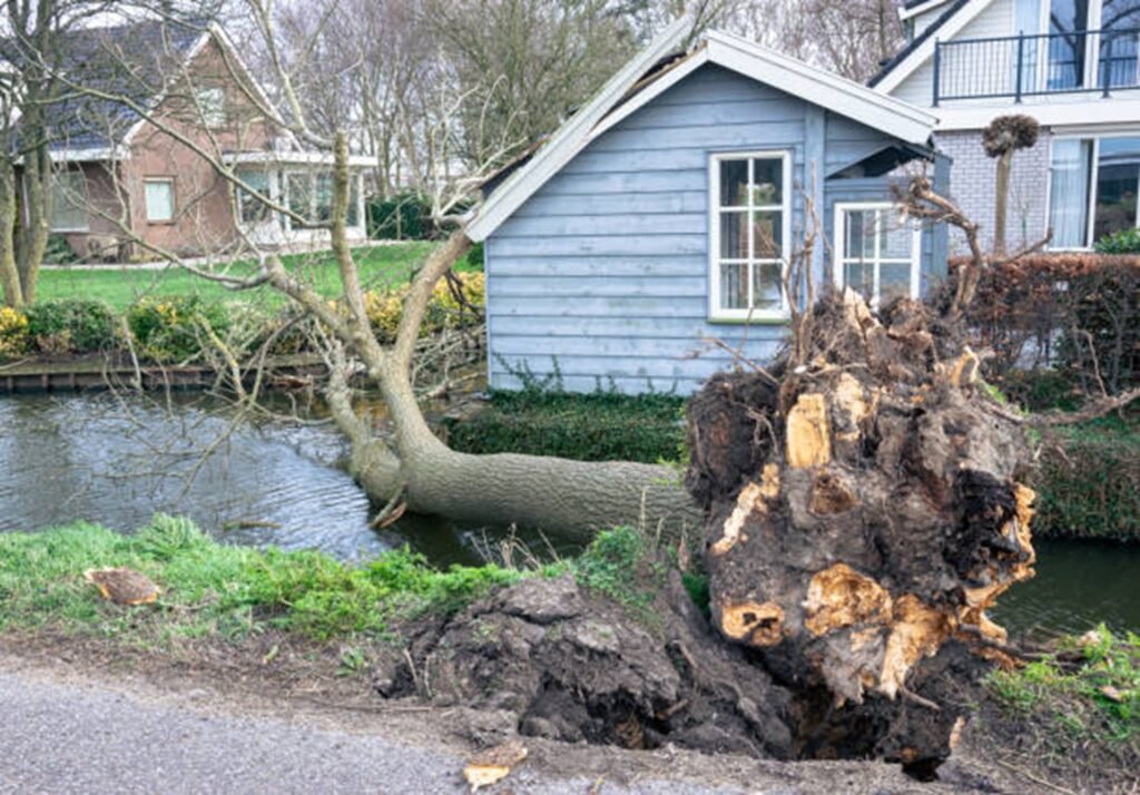 Large uprooted tree lying beside a residential property after severe storm damage, requiring professional cleanup in Hazelwood, MO.