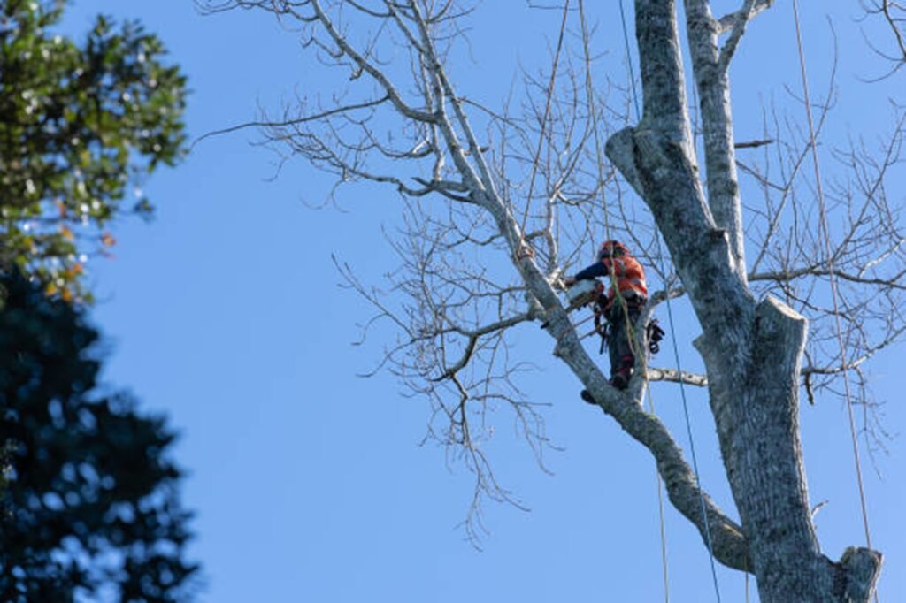 Professional arborist safely removing a large tree using climbing equipment during a residential tree removal project in Hazelwood, MO.