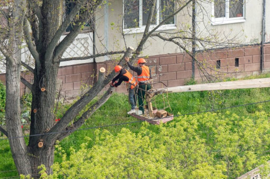 Professional tree trimming crew using an aerial lift to prune large tree branches at a residential property in Hazelwood, MO.